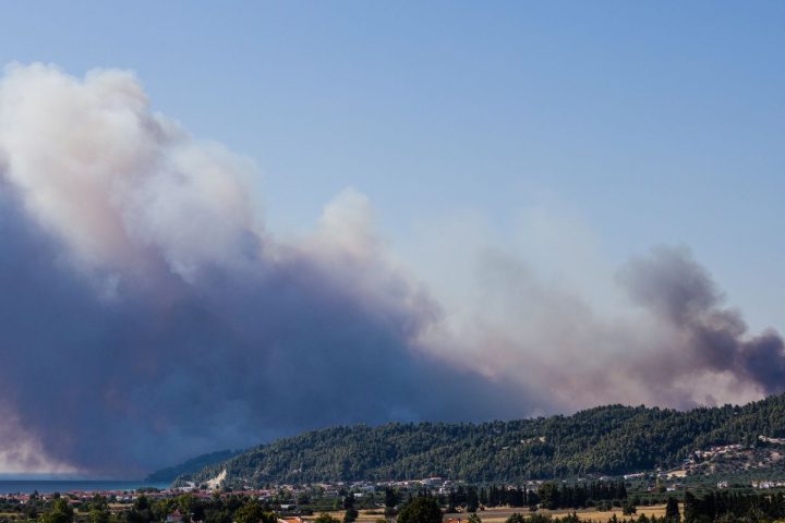 Καμένη βλάστηση στην περιοχή της Σίβηρης Χαλκιδικής μετά την πυρκαγιά.