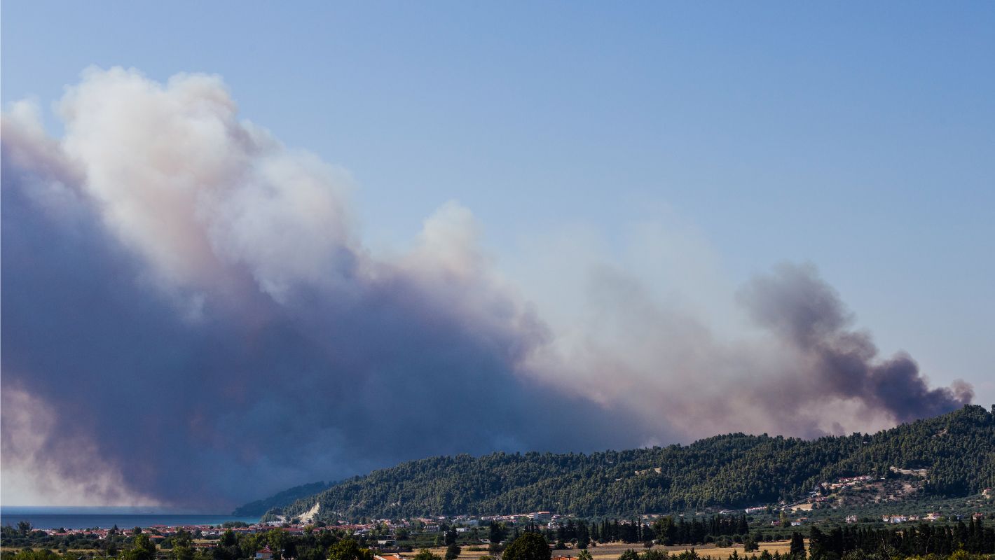 Καμένη βλάστηση στην περιοχή της Σίβηρης Χαλκιδικής μετά την πυρκαγιά.