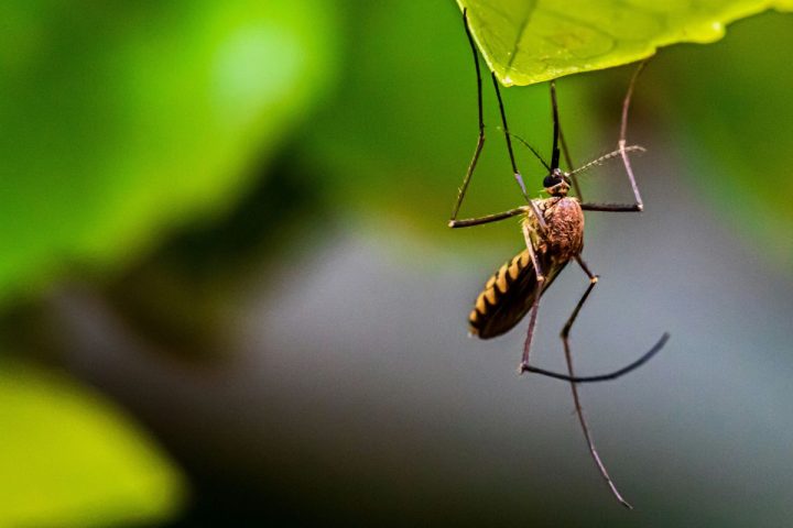 Εικόνα με κουνουπιό και σύμβολα ιού
