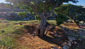 Η κυβέρνηση άνοιξε την πόρτα για ανεμογεννήτριες στα Μαστιχοχώρια – Αγνόησε την προειδοποίηση της Χίου