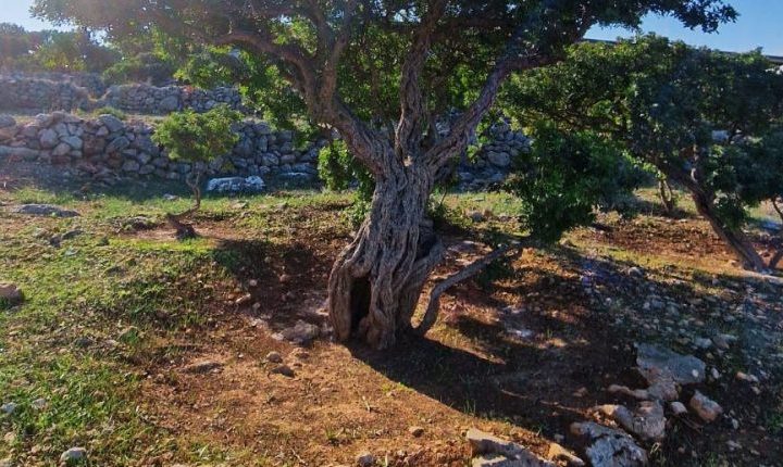 Η κυβέρνηση άνοιξε την πόρτα για ανεμογεννήτριες στα Μαστιχοχώρια – Αγνόησε την προειδοποίηση της Χίου